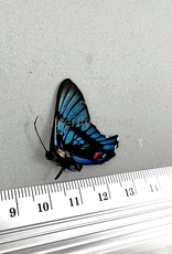 Ancyluris inca miranda M A1/A1- Upper Huallaga Valley, Peru