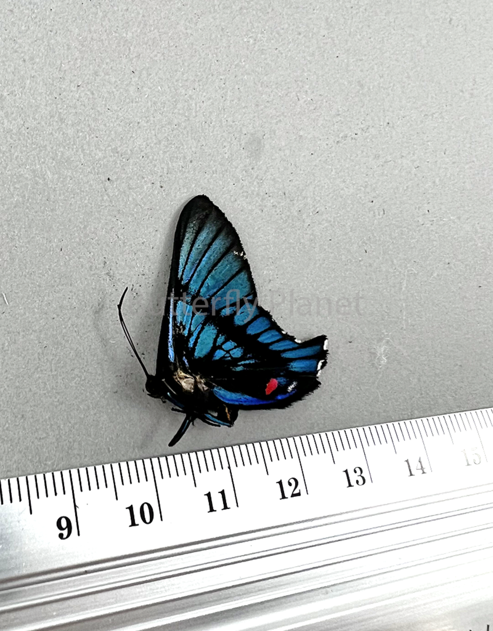 Ancyluris inca miranda M A1/A1- Upper Huallaga Valley, Peru