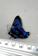 Ancyluris inca miranda M A1/A1- Upper Huallaga Valley, Peru
