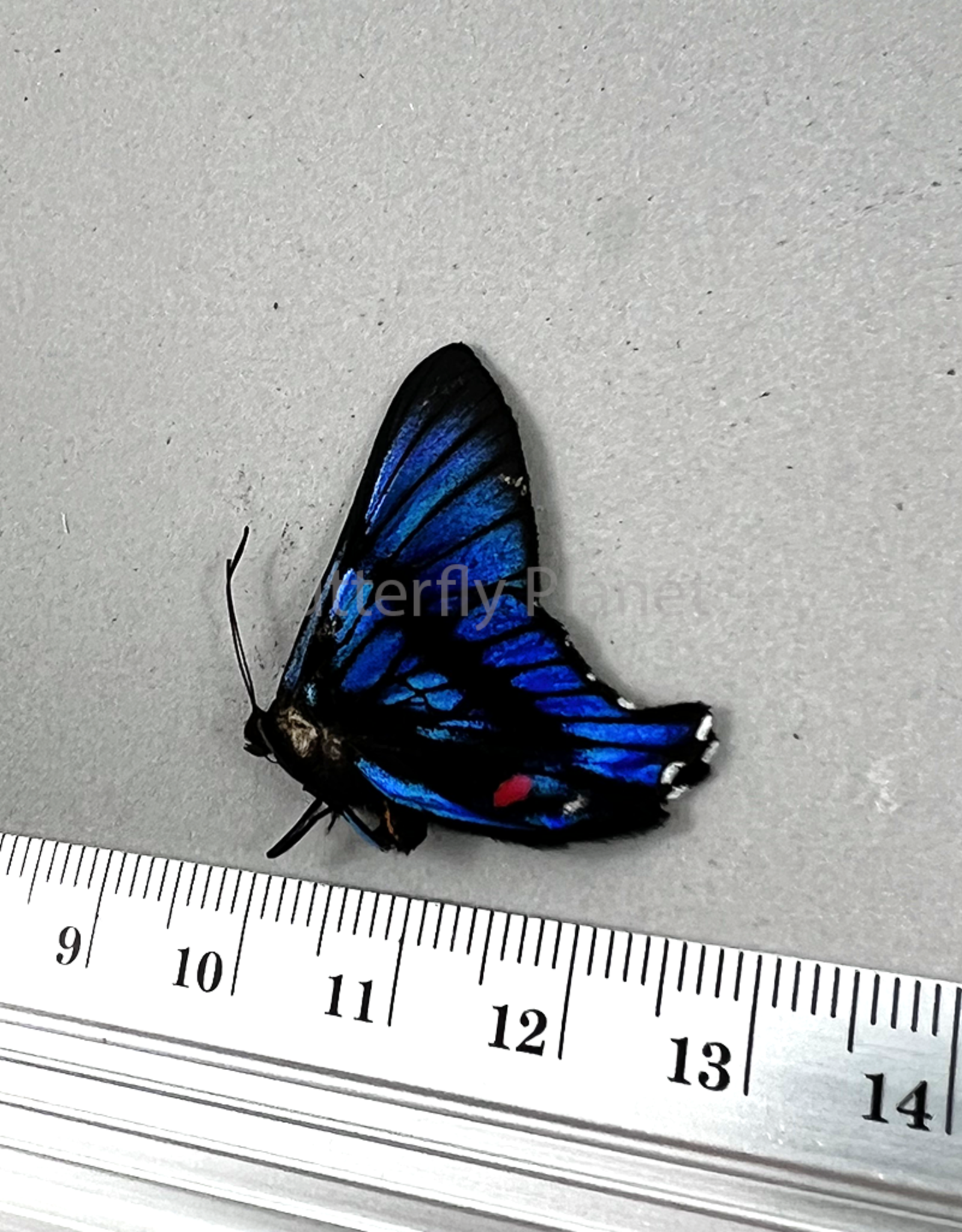 Ancyluris inca miranda M A1/A1- Upper Huallaga Valley, Peru