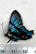 Ancyluris inca miranda M A1/A1- Upper Huallaga Valley, Peru