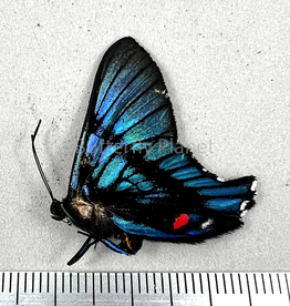 Ancyluris inca miranda M A1/A1- Upper Huallaga Valley, Peru