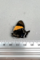 Ancyluris inca miranda PAIR A1- Upper Huallaga Valley, Peru