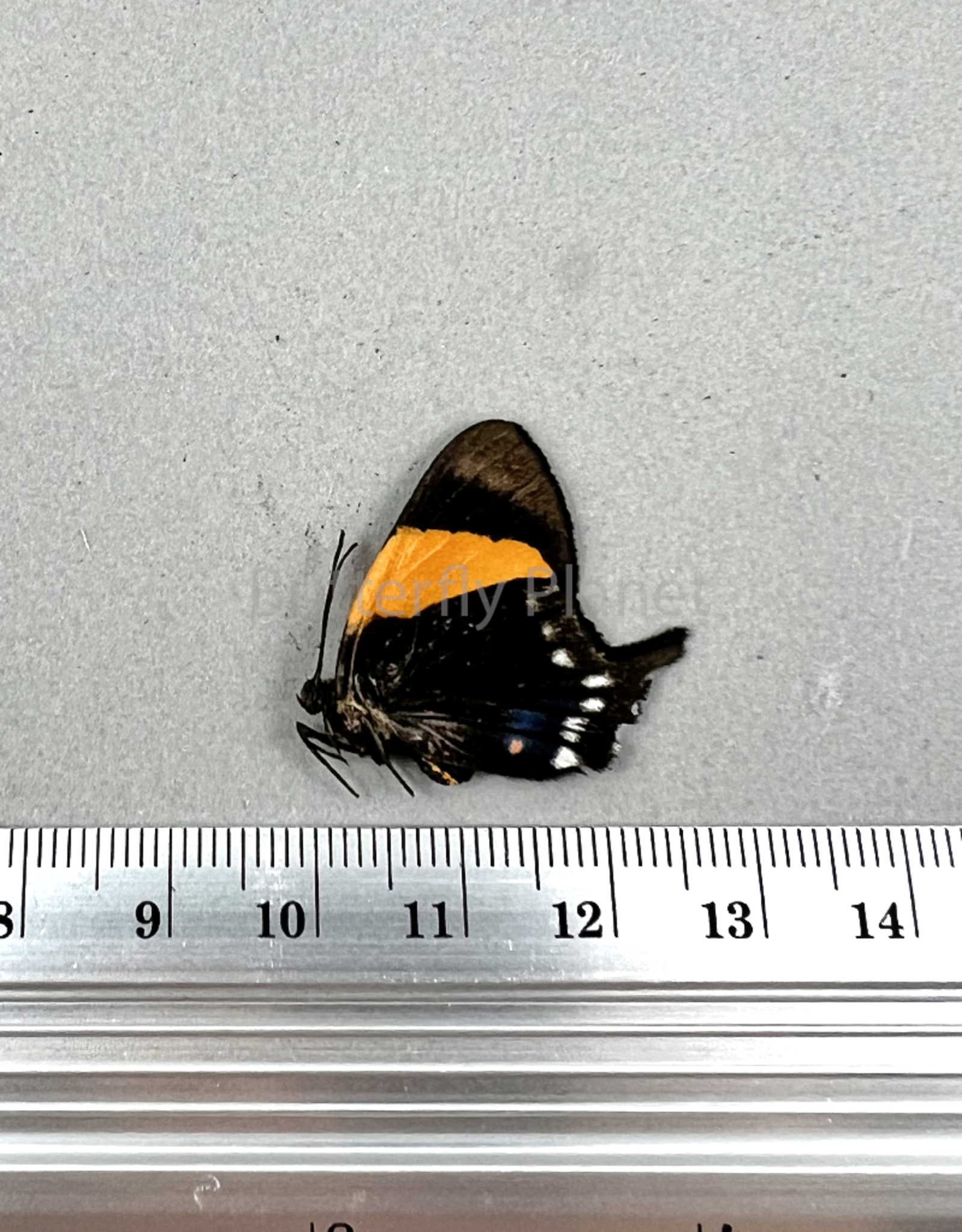 Ancyluris inca miranda PAIR A1- Upper Huallaga Valley, Peru
