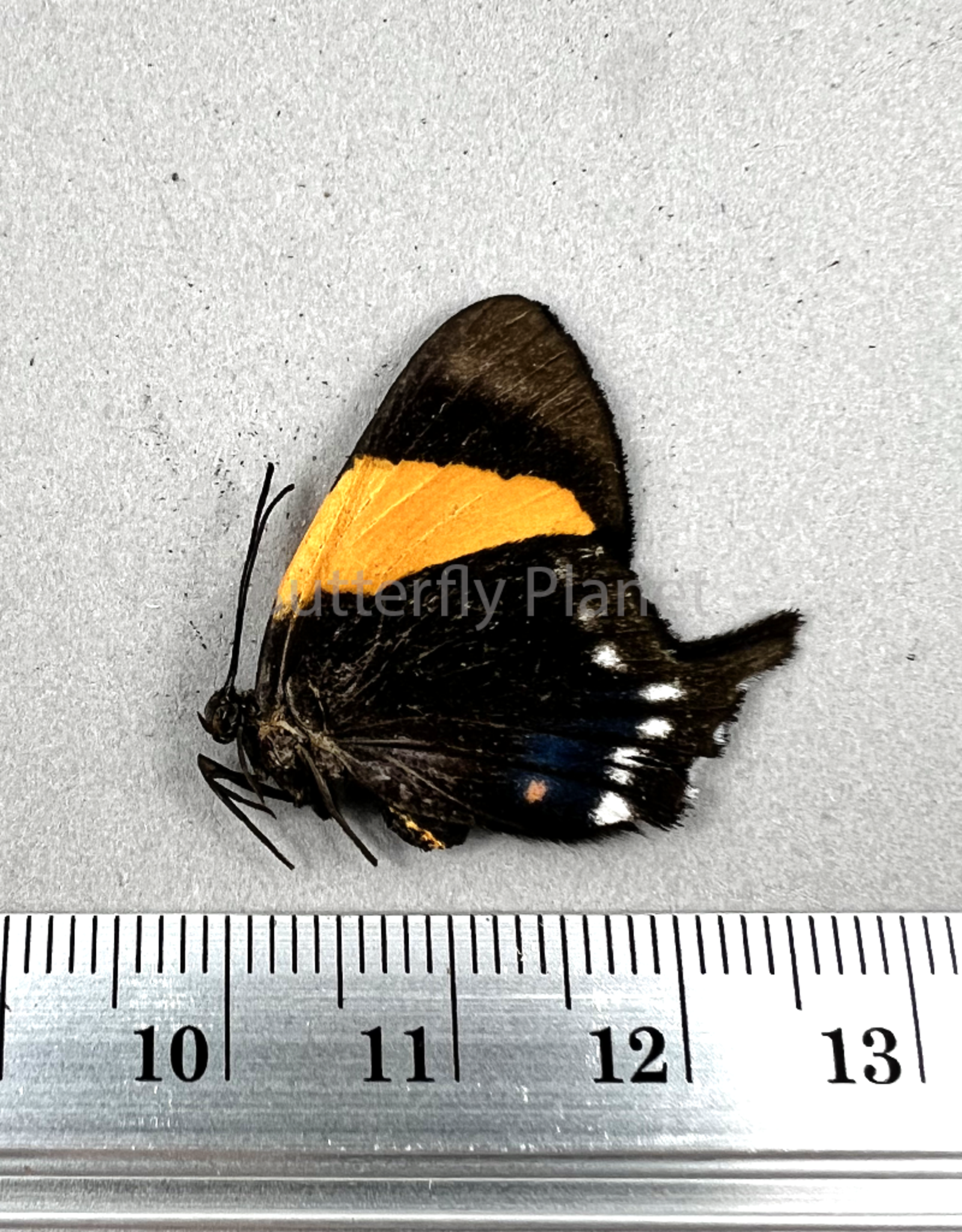 Ancyluris inca miranda PAIR A1- Upper Huallaga Valley, Peru