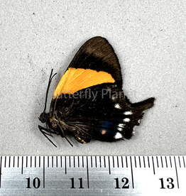 Ancyluris inca miranda PAIR A1- Upper Huallaga Valley, Peru