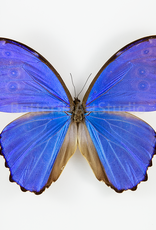 Morpho didius M A1- Upper Huallaga Valley, Peru