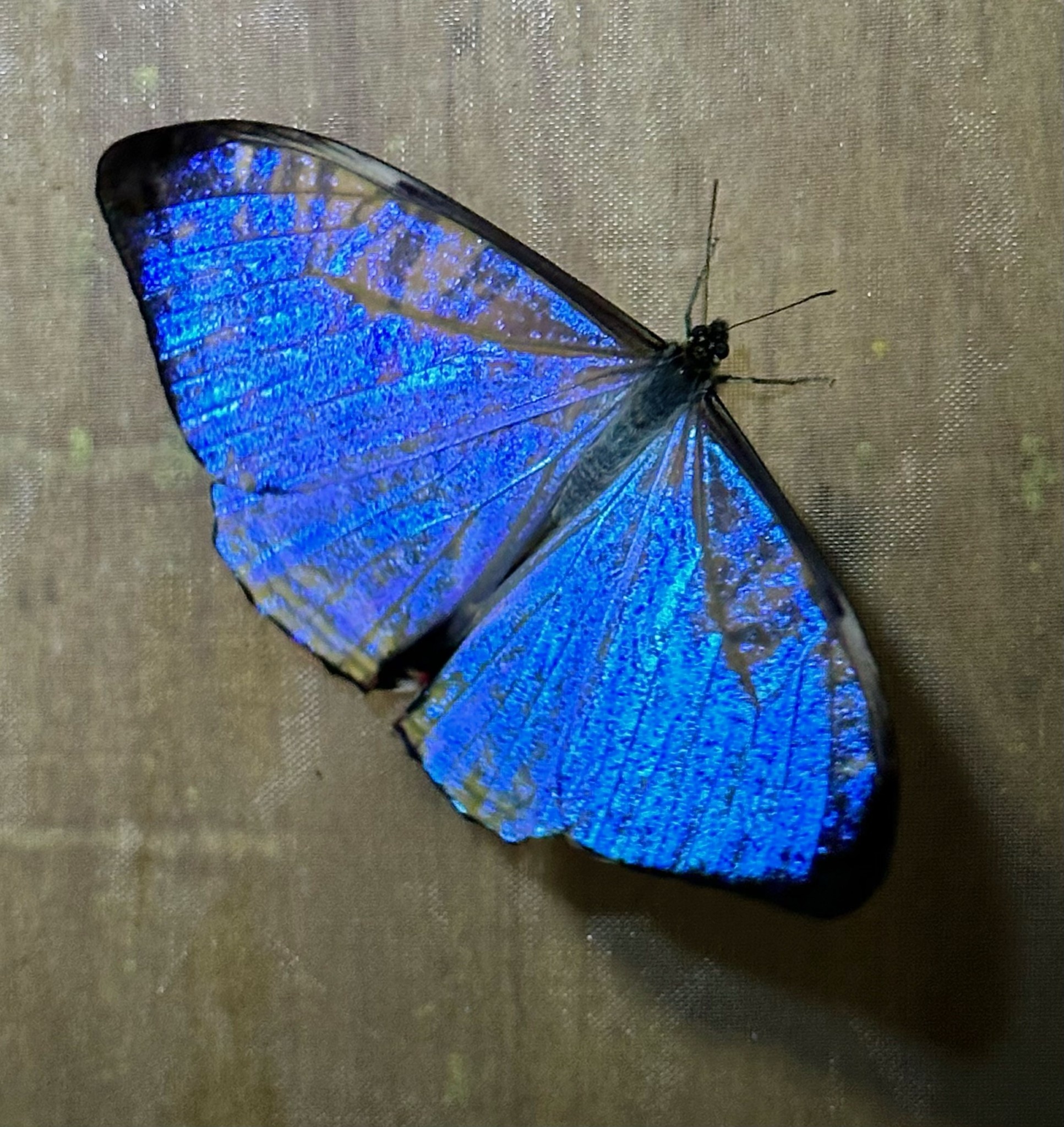 Morpho sulkowskyi (=M. lympharis) descimokoenigi M A1 Peru