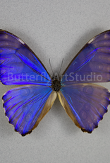 Morpho aurora lamasi M A1/A1- Dept. San Martin, Peru