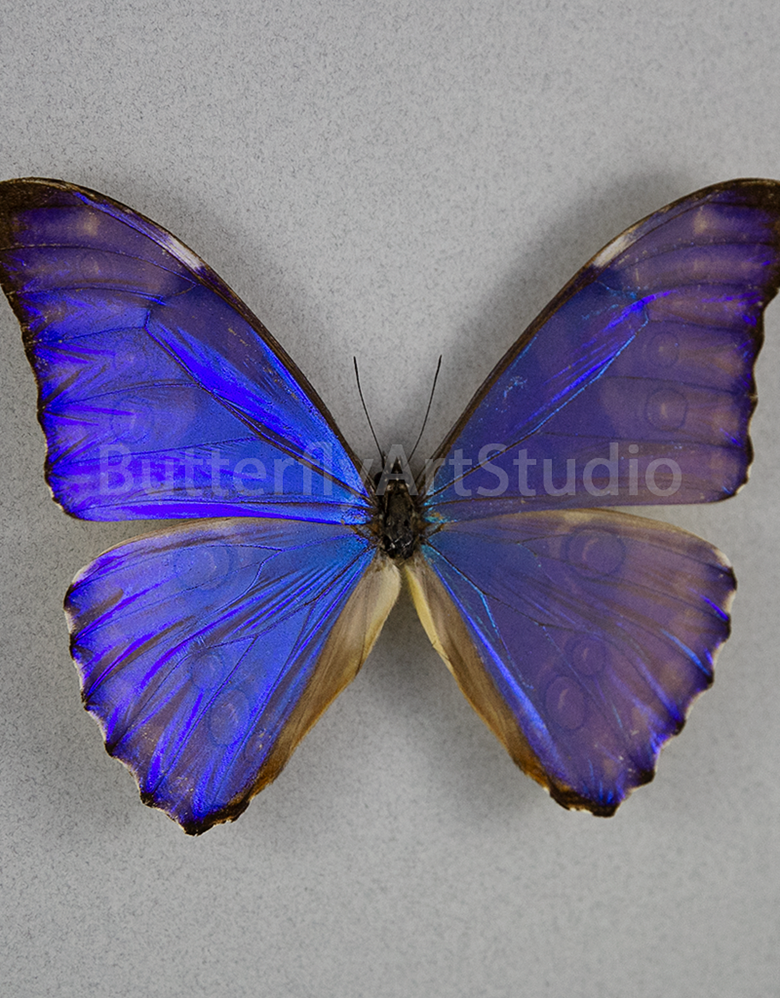 Morpho aurora lamasi M A1/A1- Dept. San Martin, Peru