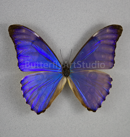 Morpho aurora lamasi M A1/A1- Dept. San Martin, Peru