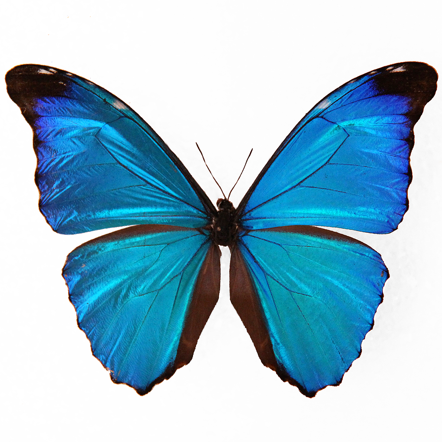 Morpho adonis huallaga M A1 Upper Huallaga Valley, Peru