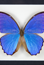Morpho didius M A1/A1- Upper Huallaga Valley, Peru