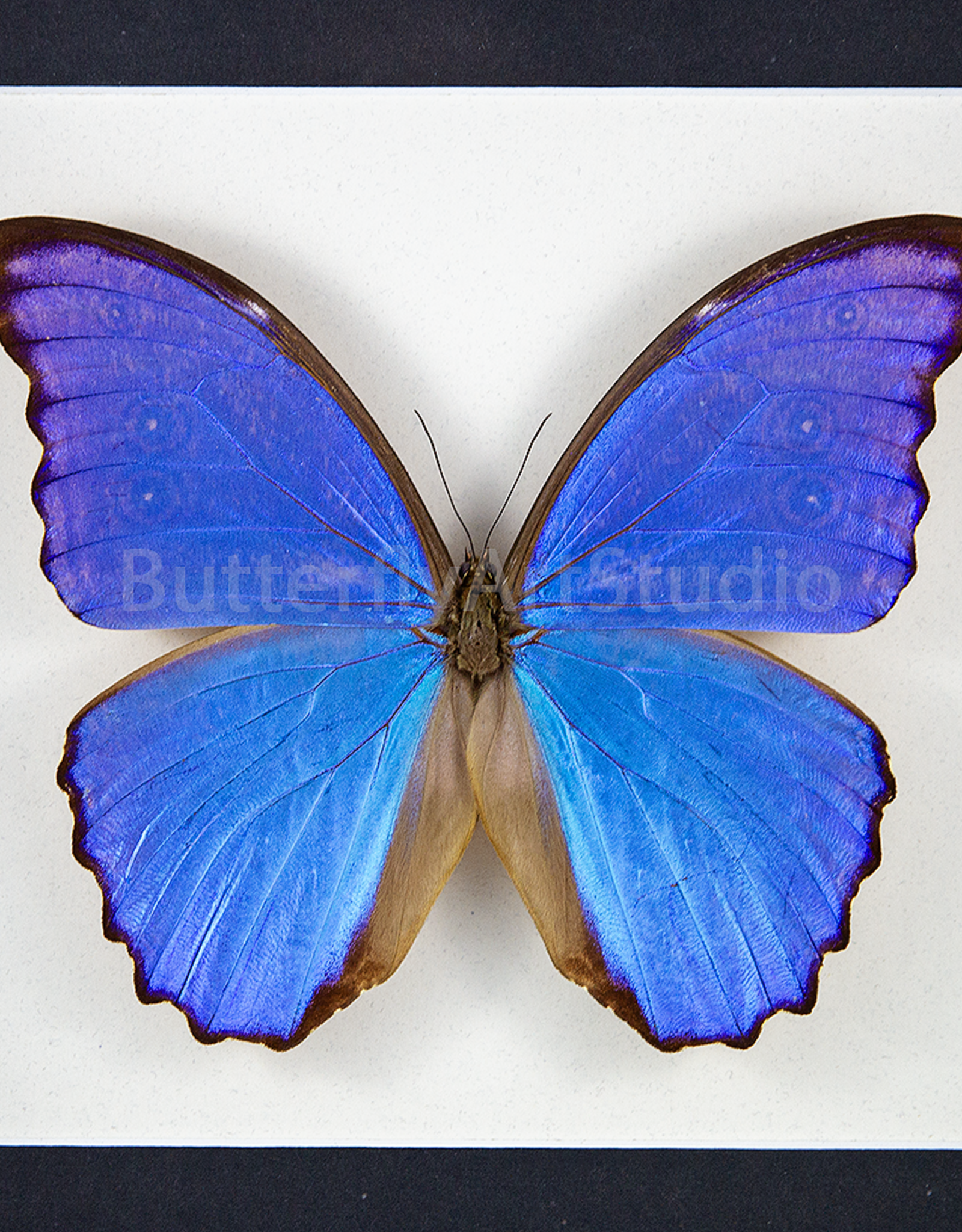 Morpho didius M A1/A1- Upper Huallaga Valley, Peru