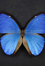 Morpho didius M A1/A1- Upper Huallaga Valley, Peru