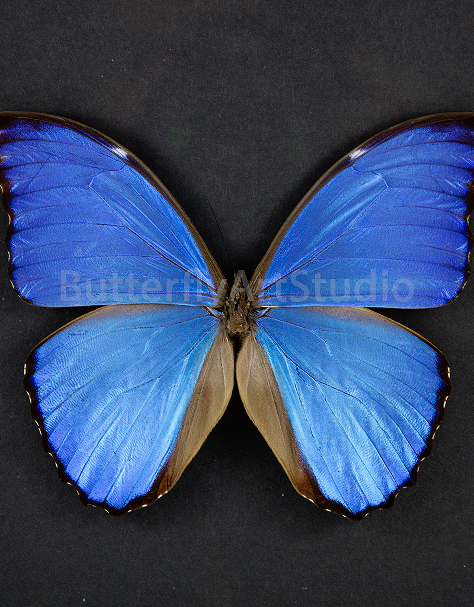 Morpho didius M A1/A1- Upper Huallaga Valley, Peru