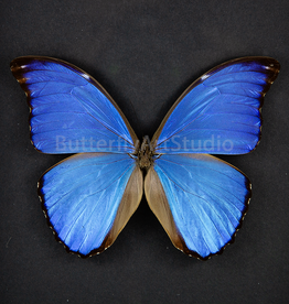Morpho didius M A2  Upper Huallaga Valley, Peru