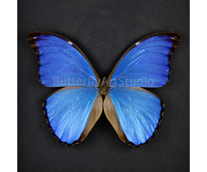 morpho-didius-m-a2-upper-