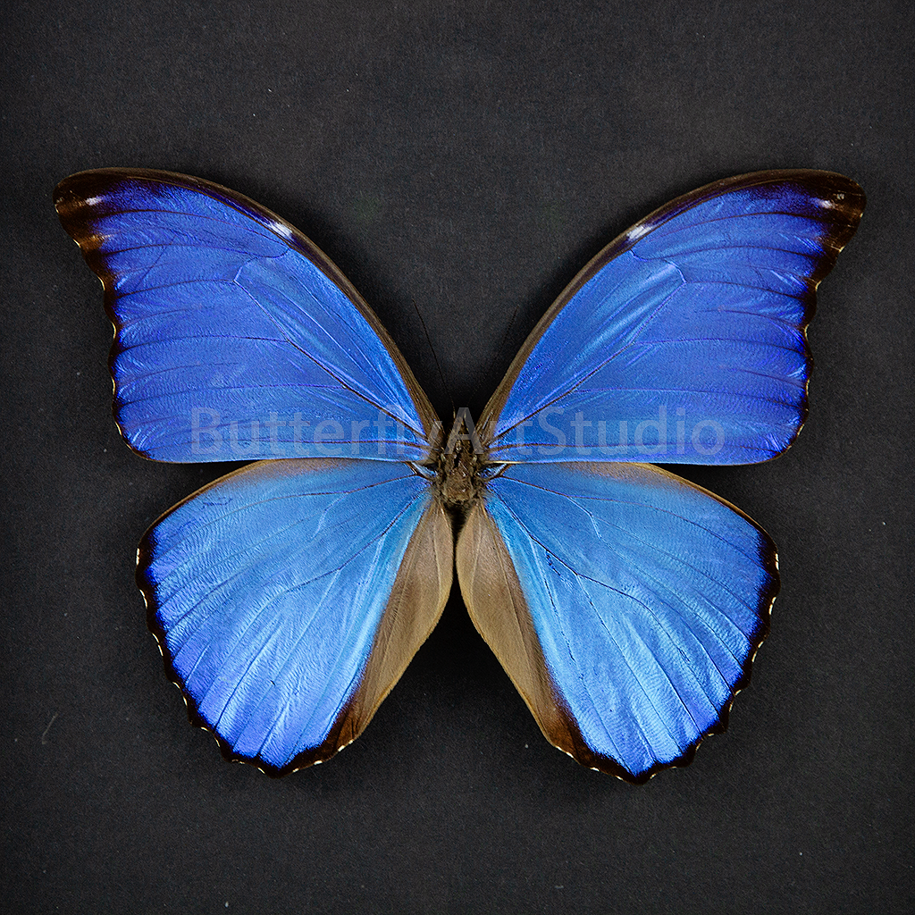 GREAT MORPHO DIDIUS 標本 マレーシア産 GREAT MORPHO DIDIUS 標本 マレーシア産（モルフォ蝶 標本