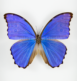 Morpho didius M A1 Upper Huallaga Valley, Peru
