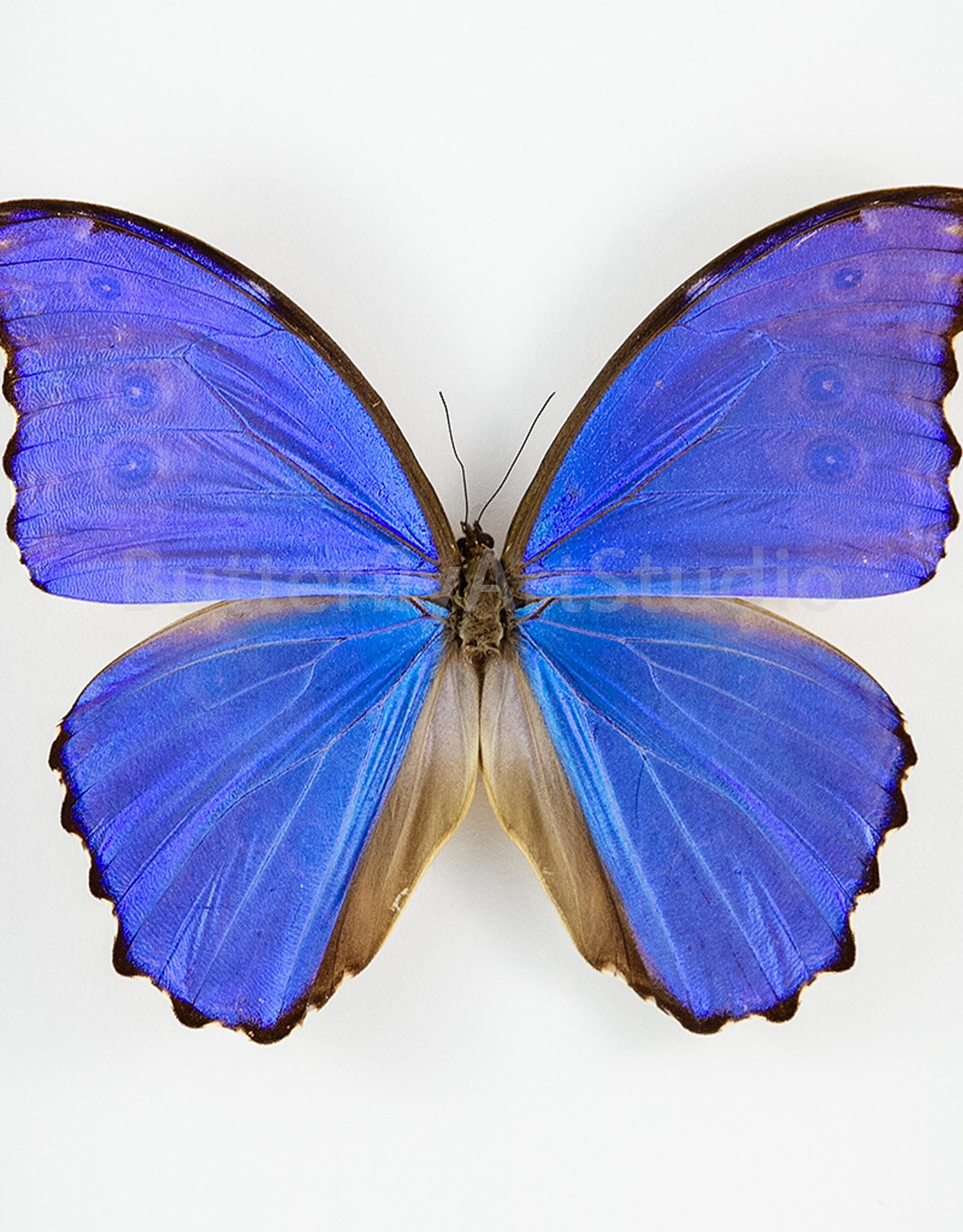 Morpho didius M A1/A1- Upper Huallaga Valley, Peru