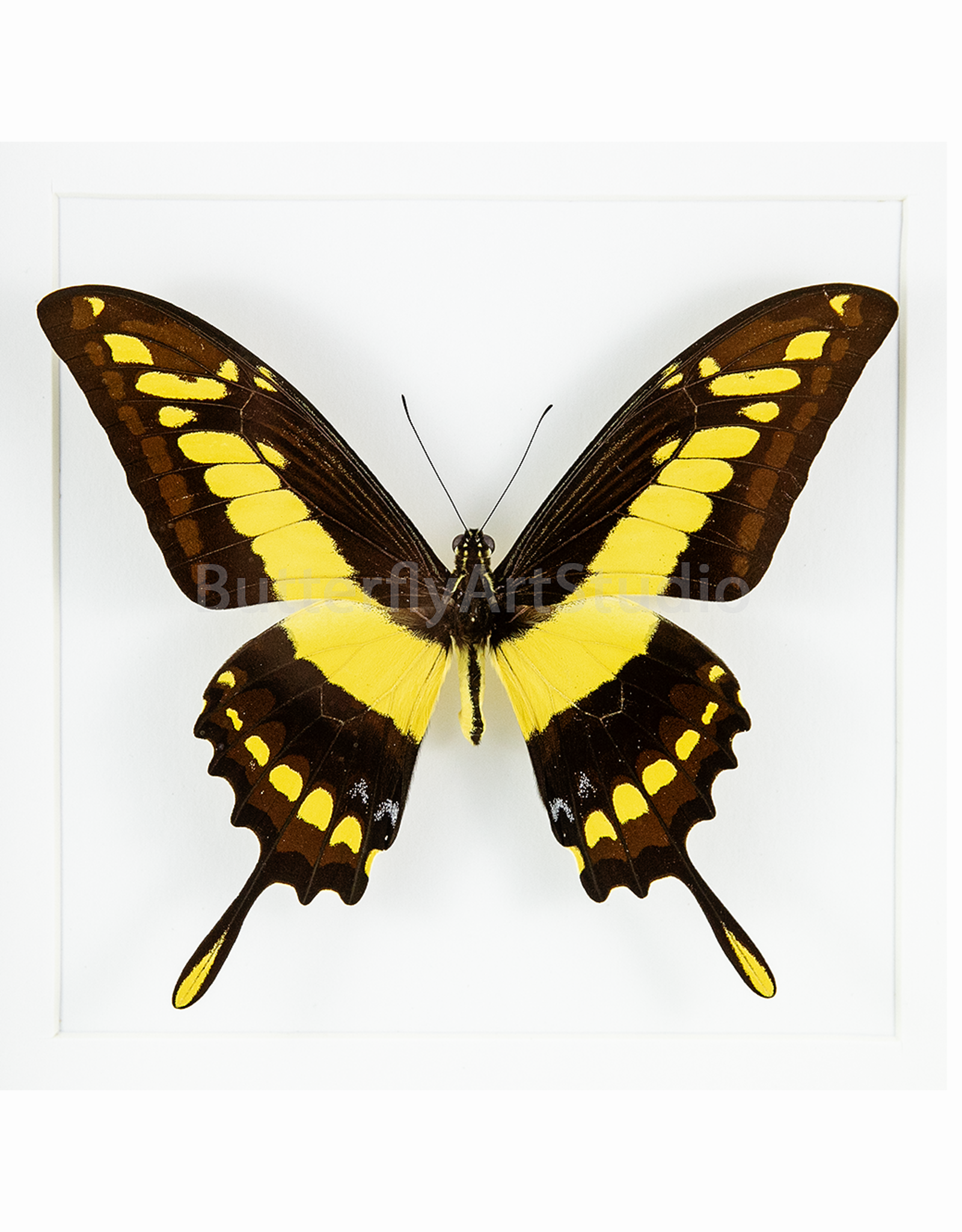 Papilio thoas cinyras M A1 Huanuco, Peru