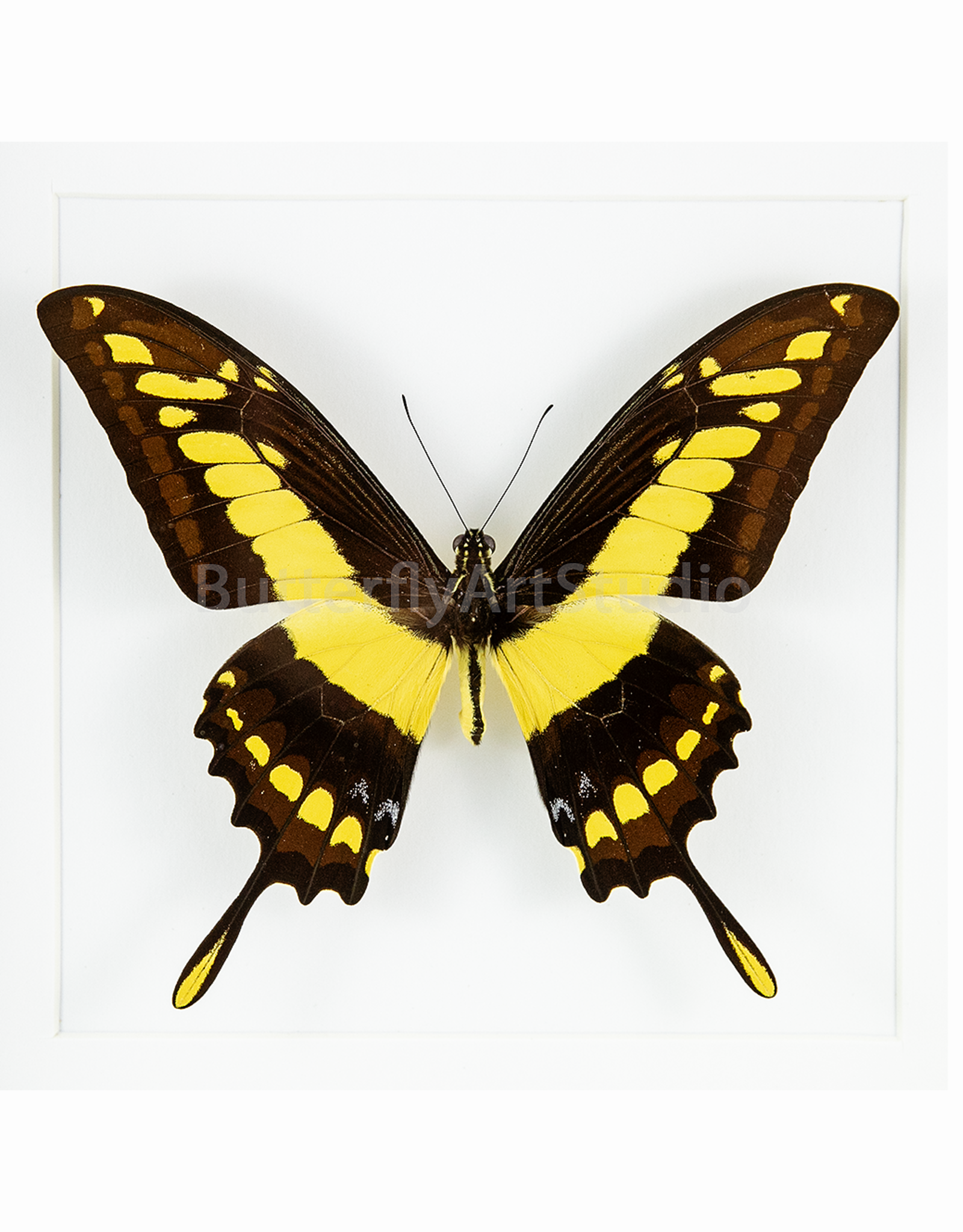 Papilio thoas cynrias M A1 Peru