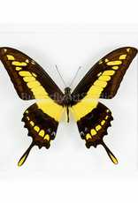 Papilio thoas cinyras FEMALE A1 Bolivia