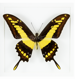 Papilio thoas cinyras FEMALE A1 Bolivia