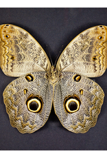 Caligo eurilochus livius FEMALE A1 Peru