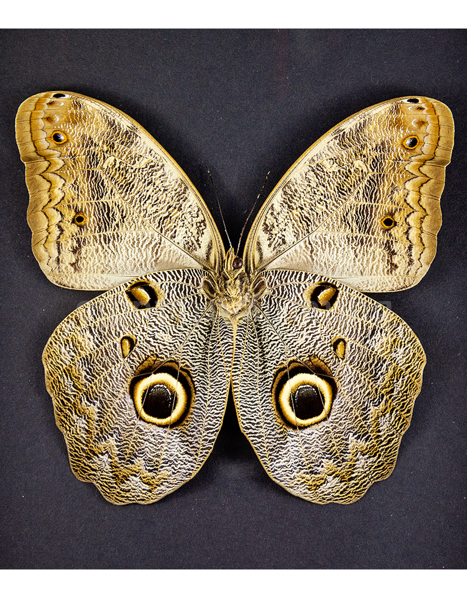 Caligo eurilochus livius FEMALE A1 Peru