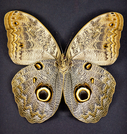 Caligo eurilochus livius FEMALE A1 Peru