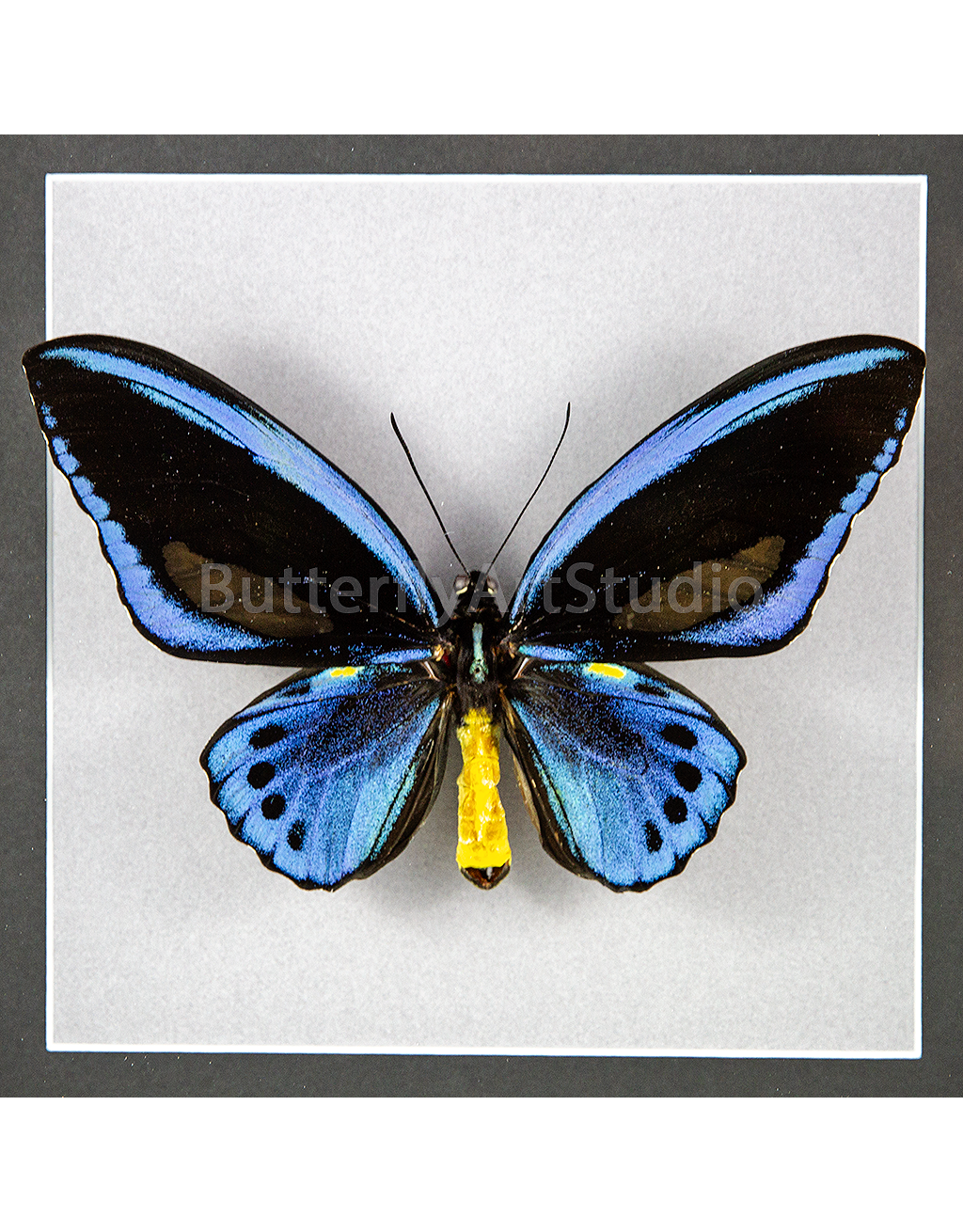 Ornithoptera priamus urvillianus f. flavomaculata M A1/A1- PNG