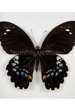 Papilio gambrisius gambrisius M A1 Indonesia