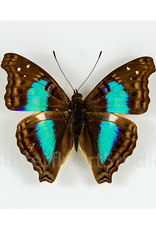 Doxocopa cherubina M A1 Huanuco, Peru