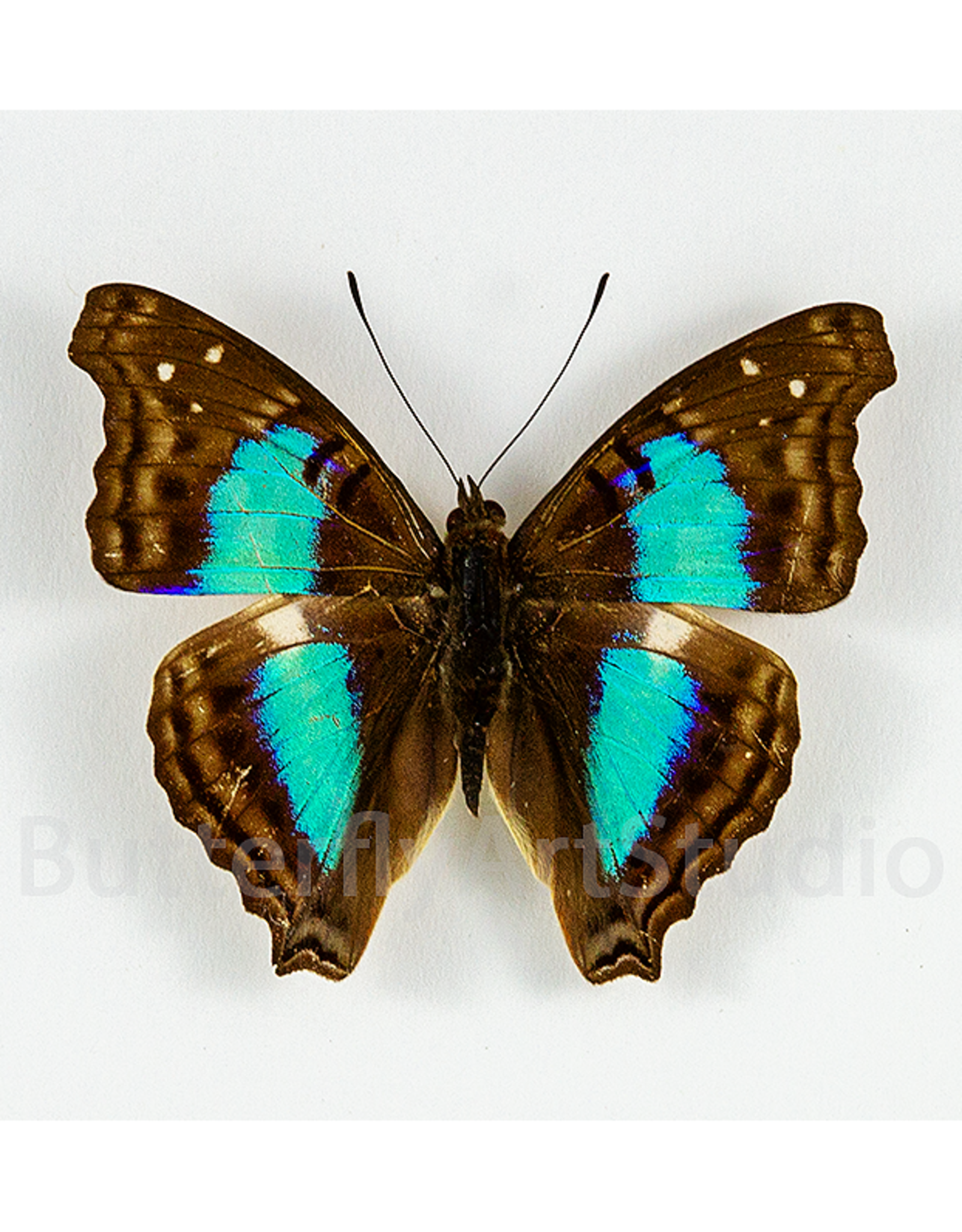 Doxocopa cherubina M A1 Huanuco, Peru
