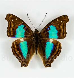 Doxocopa cherubina M A1 Huanuco, Peru