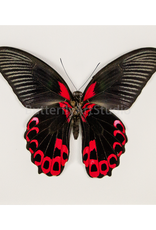 Papilio rumanzovia M A1/A1- Mindanao, Philippines