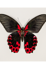 Papilio rumanzovia M A1/A1- Mindoro, Philippines