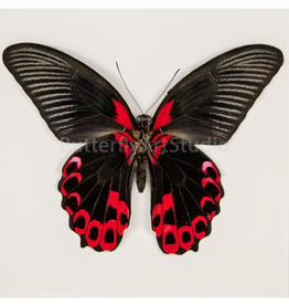 Papilio rumanzovia M A1/A1- Mindanao, Philippines