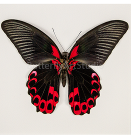 Papilio rumanzovia M A1/A1- Mindoro, Philippines
