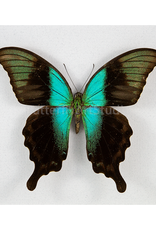 Papilio peranthus insulicola M A1 Sulawesi Isl., Indonesia