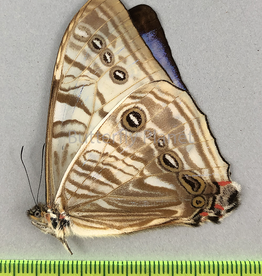 Morpho sulkowskyi descimokoenigi M A1/A1- Carpish, Peru captively bred