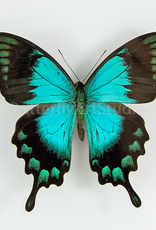 Papilio lorquinianus gelia M A1 Bachan, Isl., Indonesia