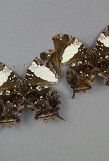Hypna Anaea (Anaea) clytemnestra clytemnestra M A1 Peru