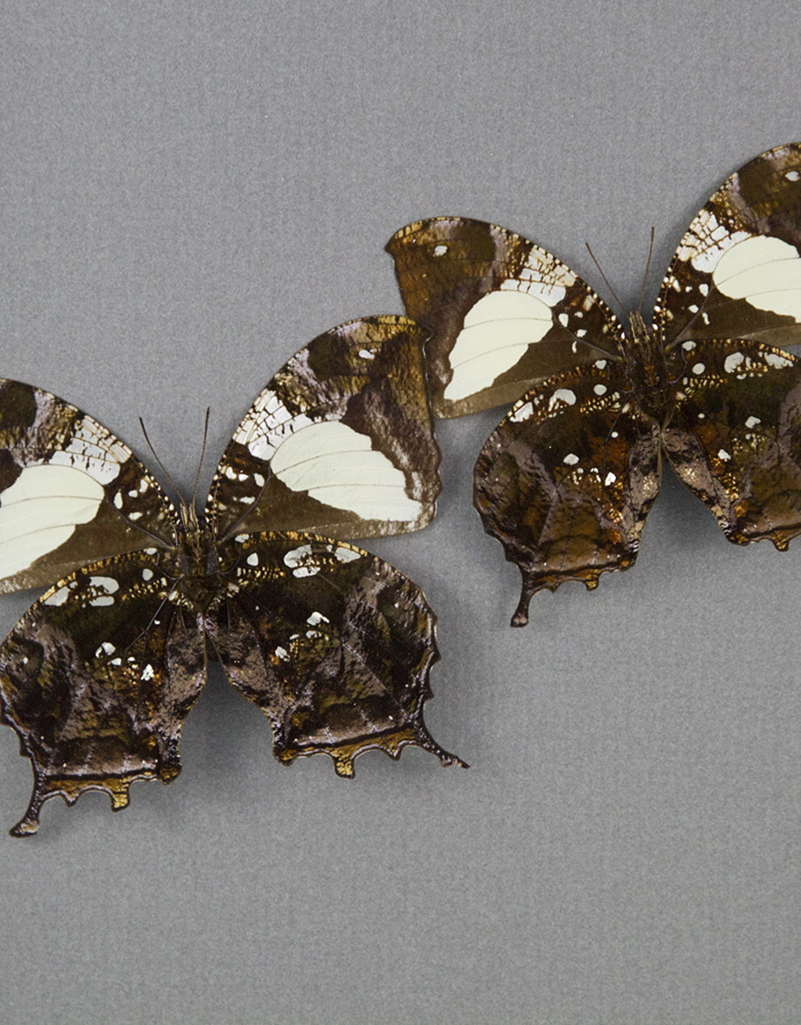 Hypna Anaea (Anaea) clytemnestra clytemnestra M A1 Peru