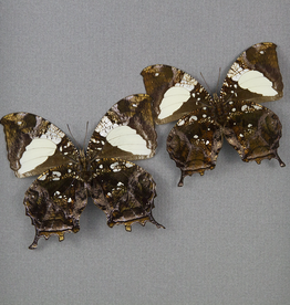 Hypna Anaea (Anaea) clytemnestra clytemnestra M A1 Peru