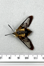 Hemaris thysbe A1/A1- Ontario, Canada