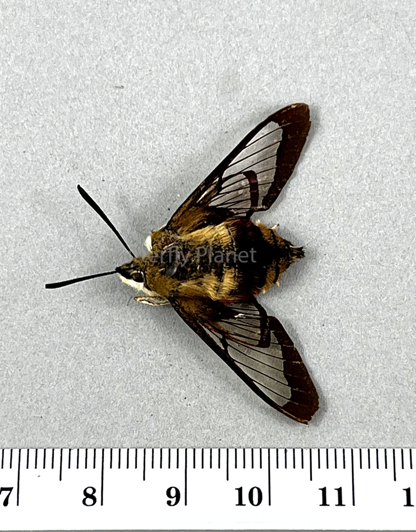 Hemaris thysbe A1/A1- Ontario, Canada