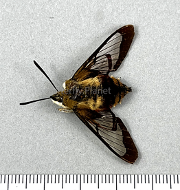 Hemaris thysbe A1/A1- Ontario, Canada